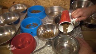 35 Hunde brauchen Futter 35 Hunde brauchen Futter