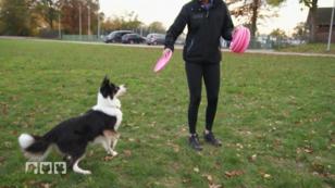 Frisbee-Training mit dem Hund Frisbee-Training mit dem Hund