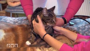 Kater Moritz hat regelmäßige Krampfanfälle Kater Moritz hat regelmäßige Krampfanfälle