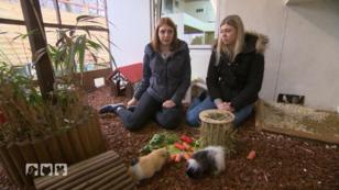 Fakten und Mythen über Meerschweinchen Fakten und Mythen über Meerschweinchen