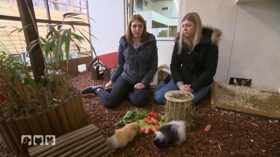 Fakten und Mythen über Meerschweinchen Fakten und Mythen über Meerschweinchen
