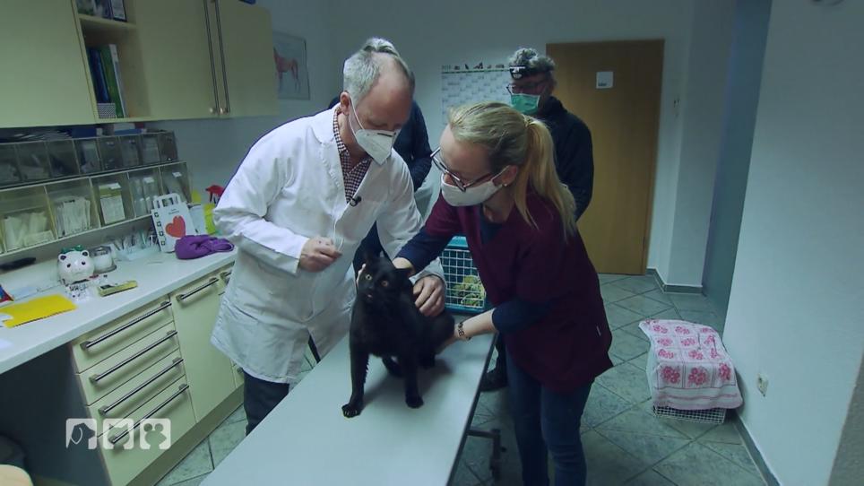 Die wilden Katzen müssen kastriert werden Die wilden Katzen müssen kastriert werden