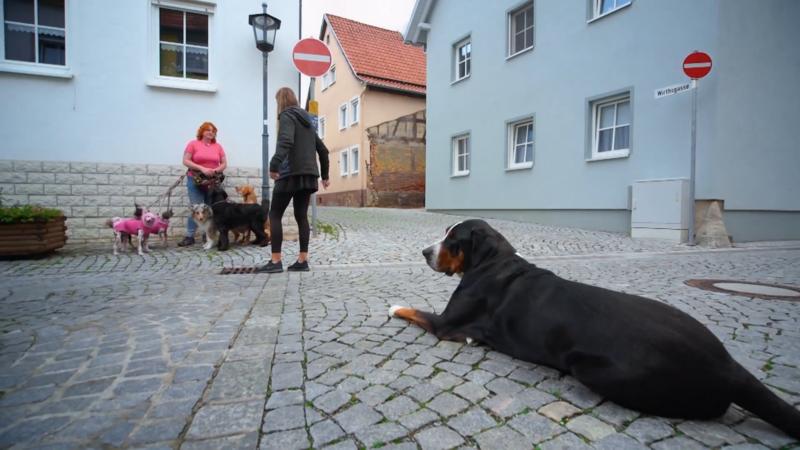 Lisa-Maries Hunde sind manchmal unzähmbar