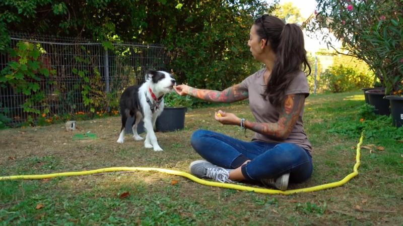 Sozialisierungstraining mit Idefix