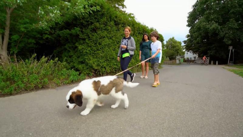 Soll Domingo mit oder ohne Leine laufen dürfen?