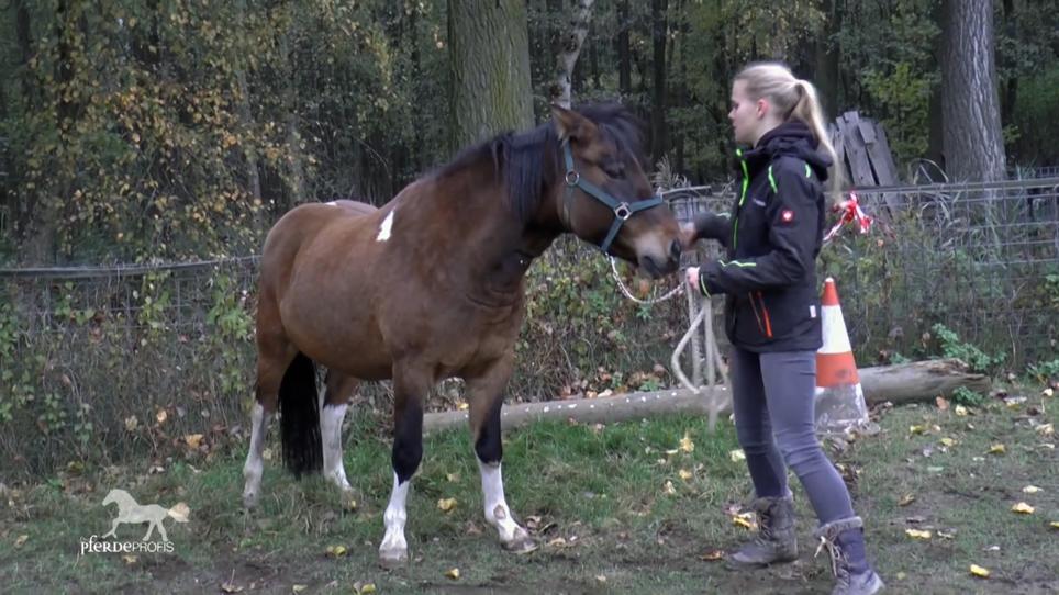 Huzule Wango hat einen großen Dickkopf Huzule Wango hat einen großen Dickkopf