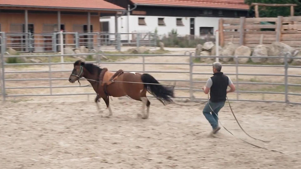 Kann Sturkopf Wango ein Reitpferd werden? Kann Sturkopf Wango ein Reitpferd werden?