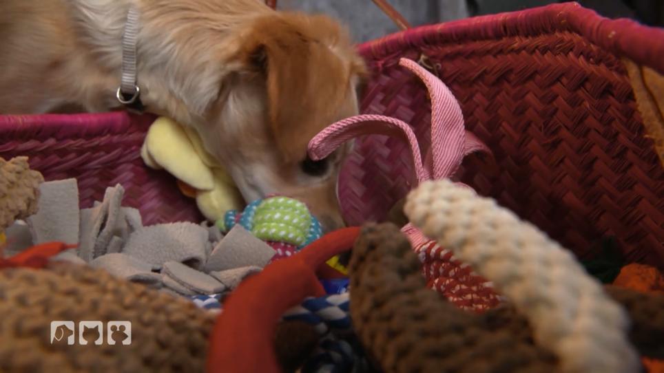 Welches Spielzeug ist für welchen Hund geeignet? Welches Spielzeug ist für welchen Hund geeignet?