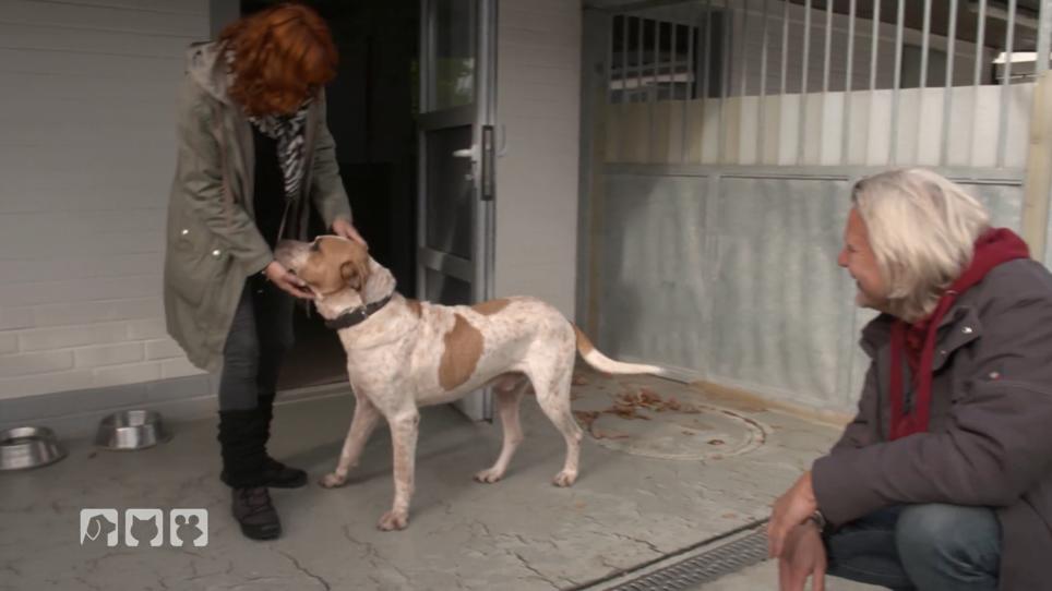 Was muss man bei Hunden aus dem Tierschutz beachten? Was muss man bei Hunden aus dem Tierschutz beachten?