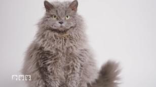 Alles über die Katzenrasse "Selkirk Rex" Alles über die Katzenrasse "Selkirk Rex"