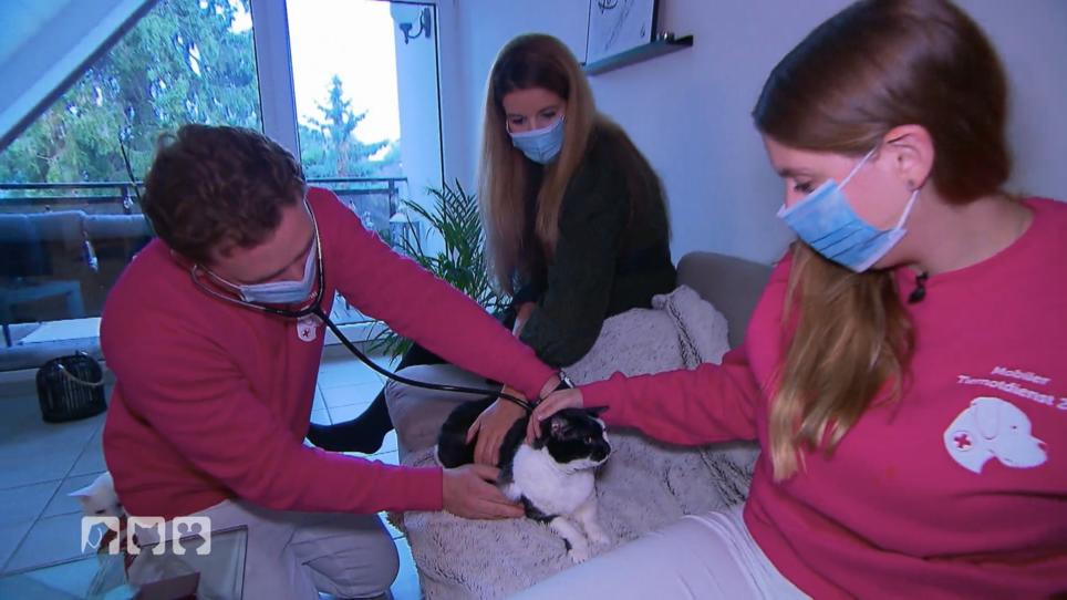Nadja macht sich Sorgen um ihre Katze Kira Nadja macht sich Sorgen um ihre Katze Kira