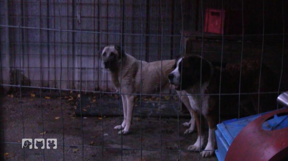 Tierschutzdetektivin Judith findet Verwahrlosung vor Tierschutzdetektivin Judith findet Verwahrlosung vor