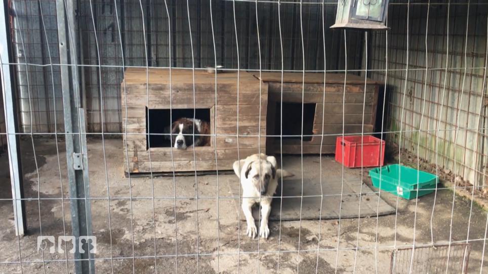 Wird der Halter sich besser um seine Hunde kümmern? Wird der Halter sich besser um seine Hunde kümmern?