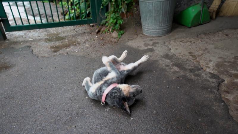 Das bedeutet es, wenn Hunde sich in Kot wälzen