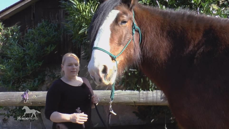 Bei Harry stößt Reittherapeutin Melanie an ihre Grenzen Bei Harry stößt Reittherapeutin Melanie an ihre Grenzen