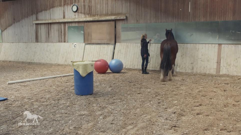Für das angehende Therapiepferd beginnt das Training Für das angehende Therapiepferd beginnt das Training