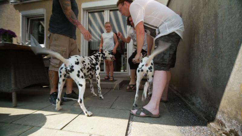 Die Dalmatiner gehen aufeinander los