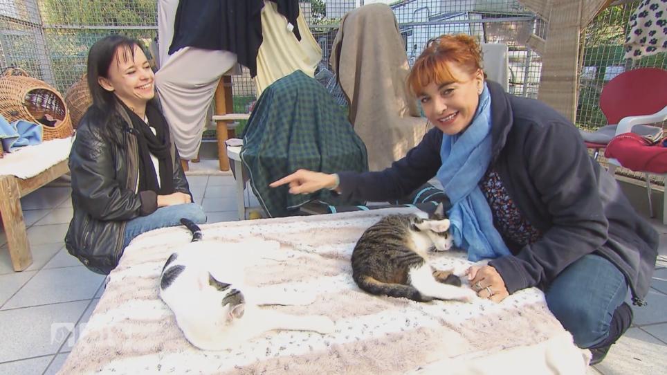 Wann sind Katzen genervt vom Menschen? Wann sind Katzen genervt vom Menschen?