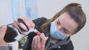 Hundetrainer bei der Arbeit & die "Harten Hunde" im Einsatz Hundetrainer bei der Arbeit & die "Harten Hunde" im Einsatz