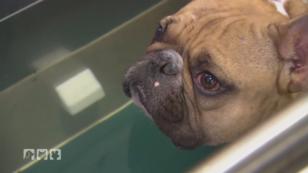 Aqua-Training für die Französische Bulldogge Bolle Aqua-Training für die Französische Bulldogge Bolle