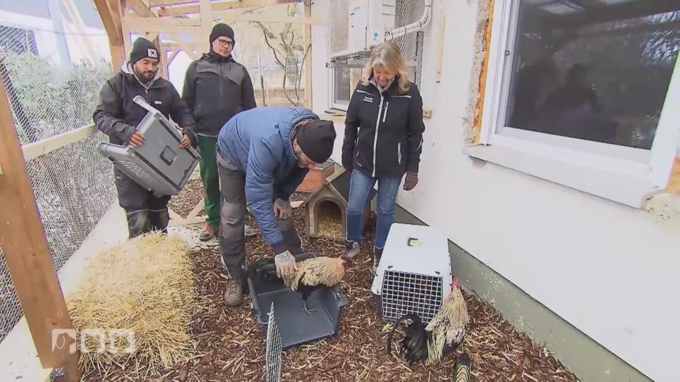 Die ersten Bewohner beziehen die neue Voliere Die ersten Bewohner beziehen die neue Voliere