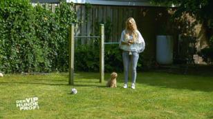 Wird Toypudel Nala noch stubenrein? Wird Toypudel Nala noch stubenrein?