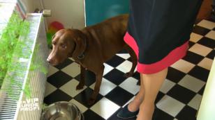 Hunde aus dem Tierschutz haben es nicht leicht Hunde aus dem Tierschutz haben es nicht leicht
