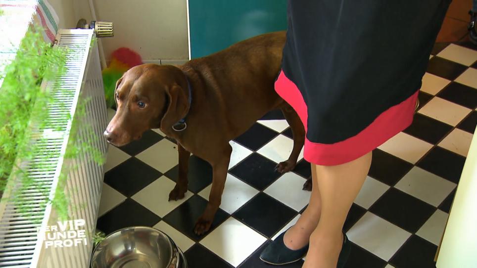 Hunde aus dem Tierschutz haben es nicht leicht Hunde aus dem Tierschutz haben es nicht leicht