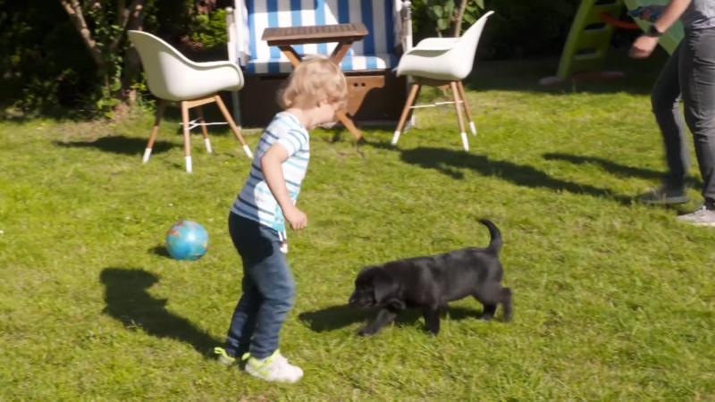 Wenn Kinder das erste Mal Welpen treffen...