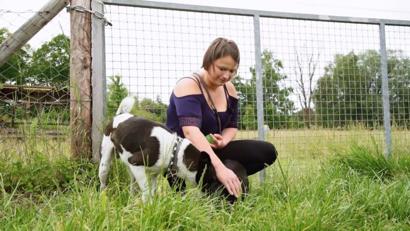 Welpe Blue trifft auf Findus