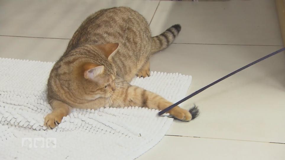 Spielen fördert die Entwicklung von Katzen Spielen fördert die Entwicklung von Katzen