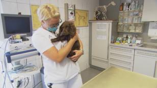 Welpe Theo ist zum ersten Mal beim Tierarzt Welpe Theo ist zum ersten Mal beim Tierarzt