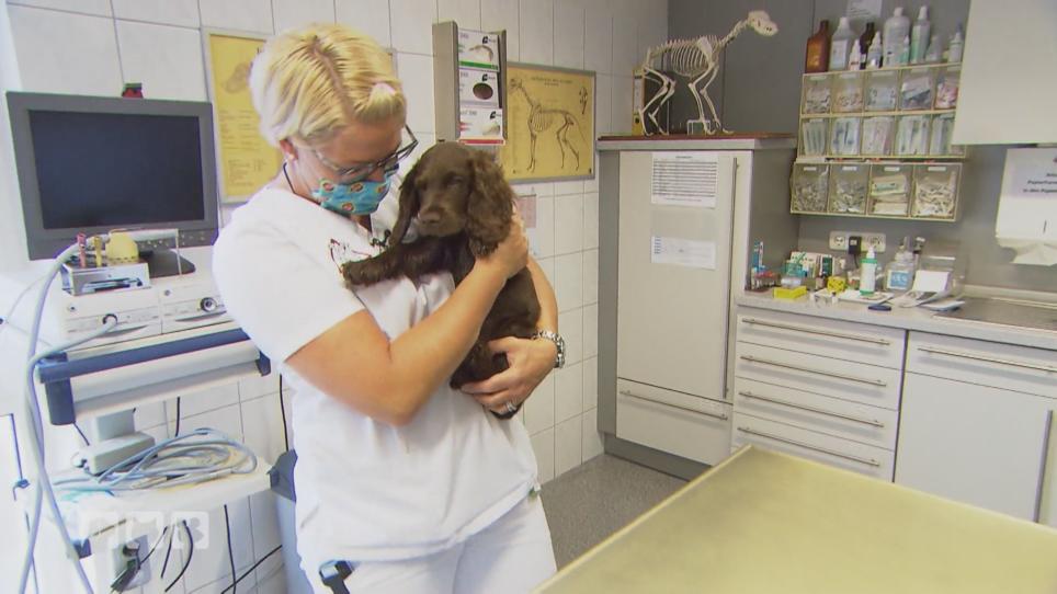 Welpe Theo ist zum ersten Mal beim Tierarzt Welpe Theo ist zum ersten Mal beim Tierarzt