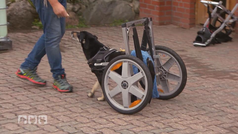 Vroni vom Hun'nenhoff macht ihre ersten Schritte Vroni vom Hun'nenhoff macht ihre ersten Schritte