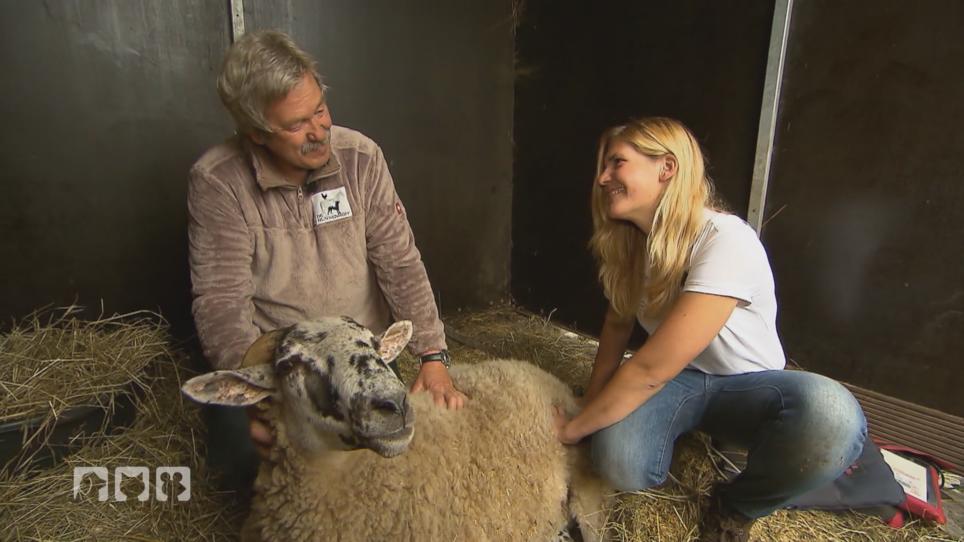Schaf Cassius hat Tom Bodes Herz erobert Schaf Cassius hat Tom Bodes Herz erobert