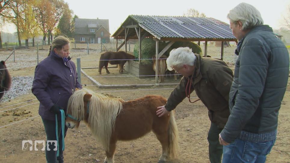 Die Ponys werden vom Tierarzt durchgecheckt Die Ponys werden vom Tierarzt durchgecheckt