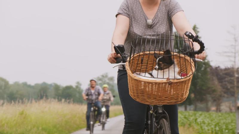 Papillon-Welpe Pepper soll Fahrradfahren lernen