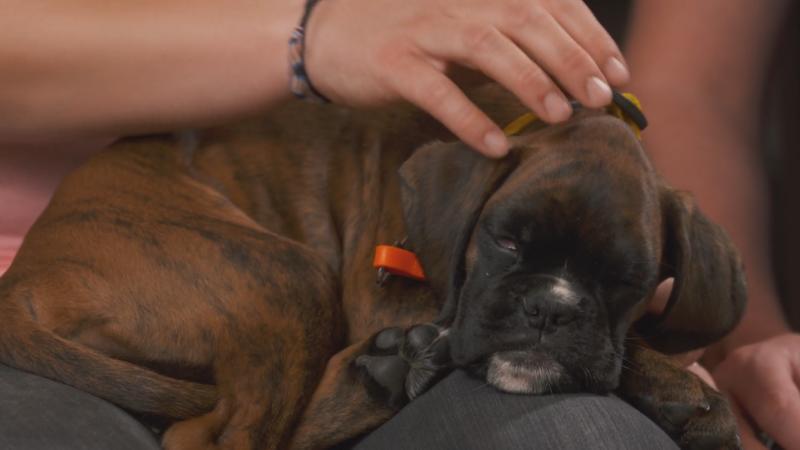 Boxer-Welpe Aloha ist Moglis Nachfolgerin