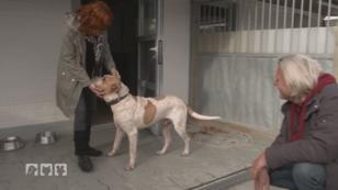 Wissenswertes über Hunde aus dem Auslandstierschutz Wissenswertes über Hunde aus dem Auslandstierschutz