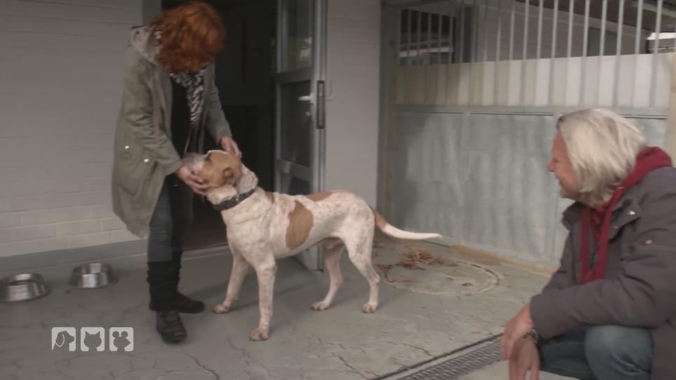 Wissenswertes über Hunde aus dem Auslandstierschutz Wissenswertes über Hunde aus dem Auslandstierschutz
