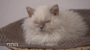 Gelockte Katzen: Das ist die Selkirk Rex Gelockte Katzen: Das ist die Selkirk Rex