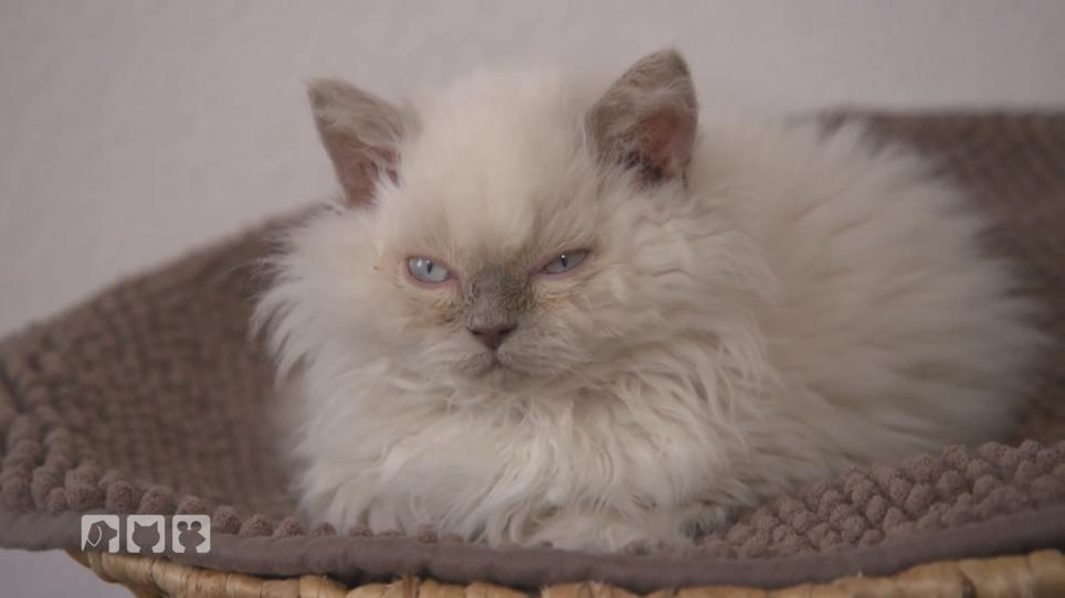 Gelockte Katzen: Das ist die Selkirk Rex Gelockte Katzen: Das ist die Selkirk Rex