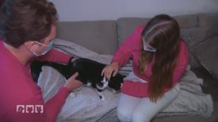 Katze Kira humpelt und hat eine Wunde am Maul Katze Kira humpelt und hat eine Wunde am Maul