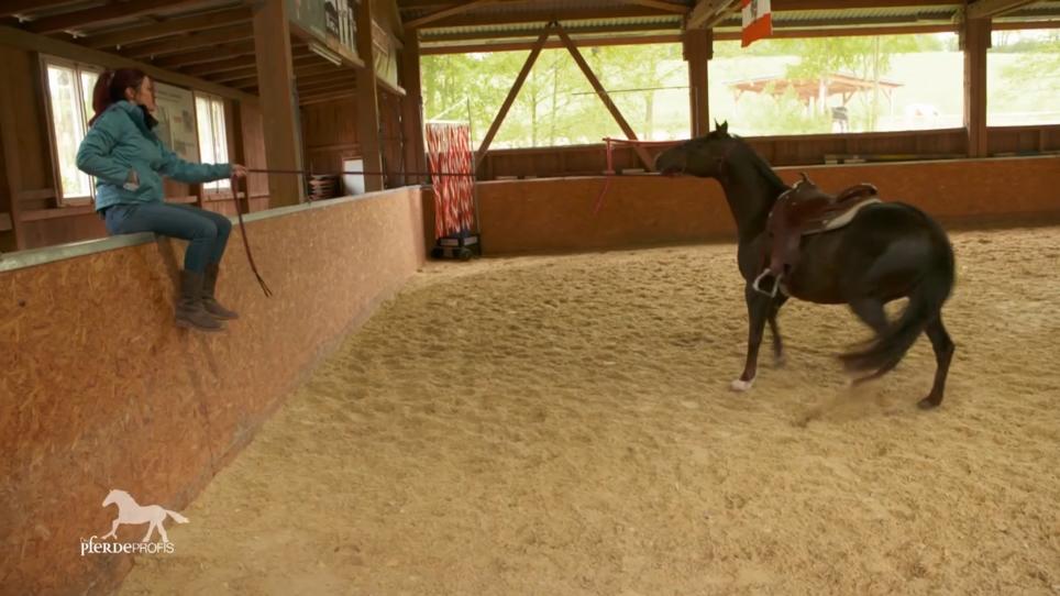 Wenn das Pferd sich nicht mehr reiten lassen will... Wenn das Pferd sich nicht mehr reiten lassen will...