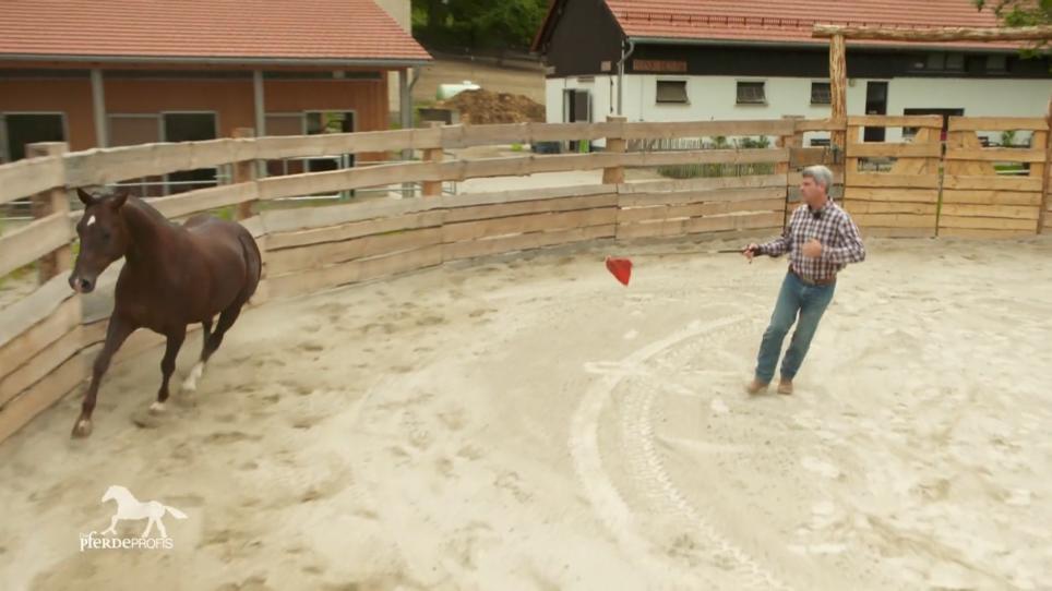 Dem Pferd absichtlich Angst machen Dem Pferd absichtlich Angst machen