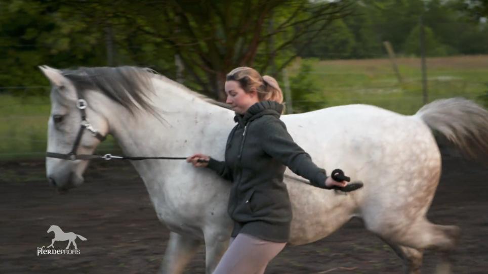 Lipizzanerstute Layla lässt Mandy nicht an sich ran Lipizzanerstute Layla lässt Mandy nicht an sich ran