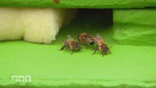 Ein Bienenstock für die Wildtierhilfe Ein Bienenstock für die Wildtierhilfe