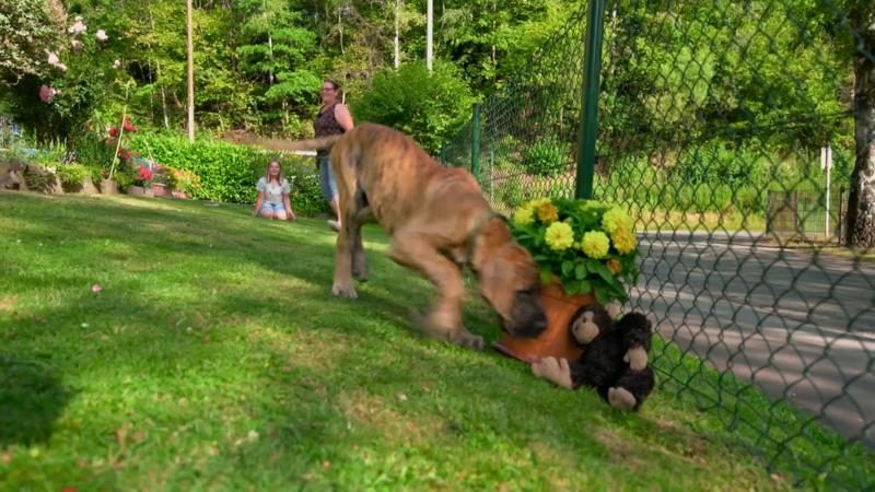 Dogge Lord wird mit Suchspielen beschäftigt