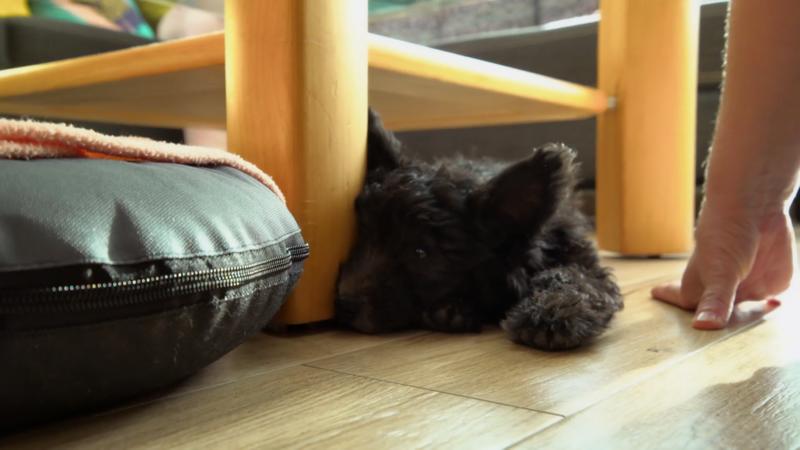 Indianas erster Tag im neuen Zuhause