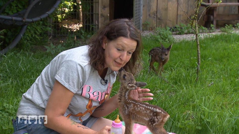 Rosi hat es mit 17 Rehkitzen zu tun Rosi hat es mit 17 Rehkitzen zu tun